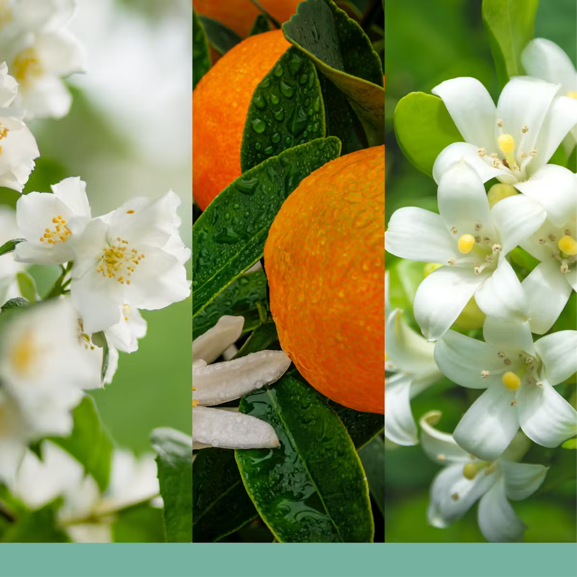 Mini Vela MIDNIGHT JASMINE (37g)