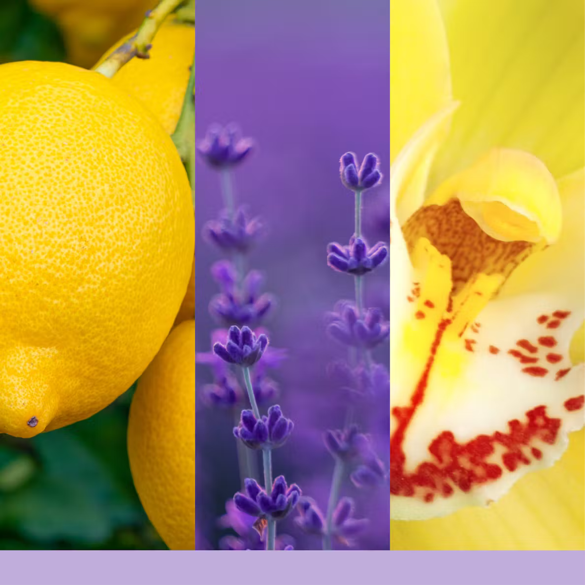 Vela Pequeña LEMON LAVENDER (122g)